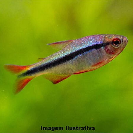 Tetra Arco-Íris (Hyphessobrycon melanostichos)