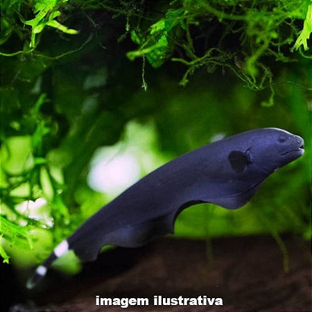 Ituí Cavalo Méd - 10 a 20 cm (Apteronotus albifrons)