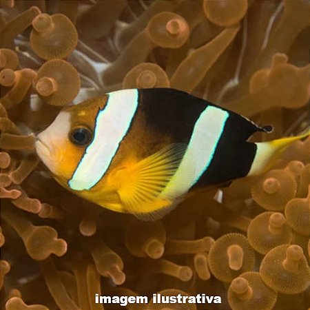 Palhaço Clarki (Amphiprion clarkii)