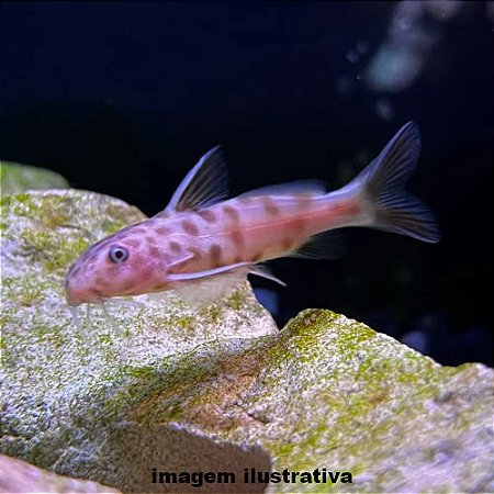 Petricola Gold - 3 a 6 cm (Synodontis petricola)