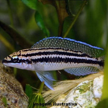Julidocromis Dickfeldi (Julidochromis dickfeldi)