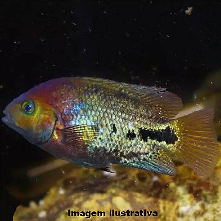 Synspilum Méd. - 7 a 15 cm (Vieja melanurus)