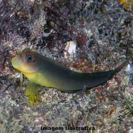 Blênio Macaco (Ophioblennius trinitatis)