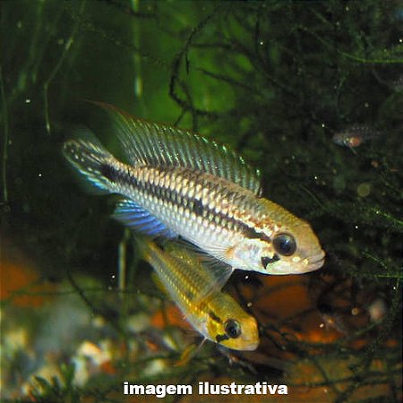 Apistograma Agassizi (Apistogramma agassizii)