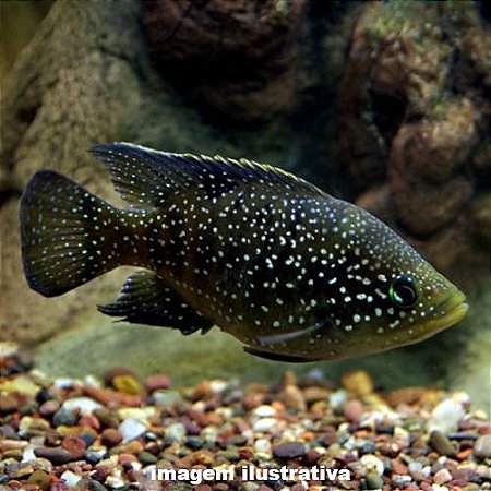Ciclídeo de Madagascar Peq. - 4 a 8 cm (Paratilapia polleni)