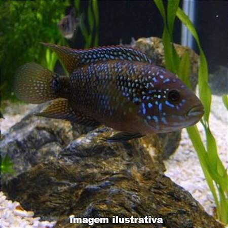 Jack Dempsey Méd. - 6 a 10 cm (Rocio octofasciata)