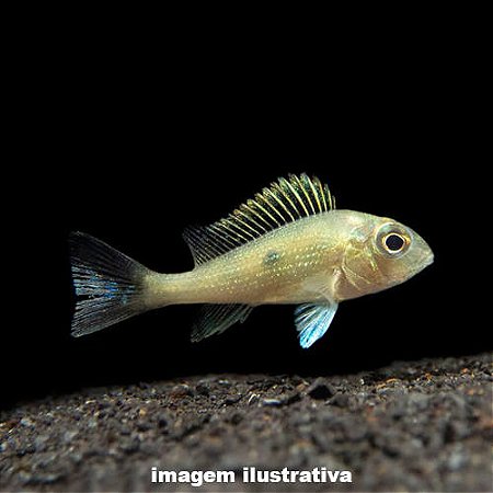 Acará Sveni Peq. - 4 a 6 cm (Geophagus sveni)