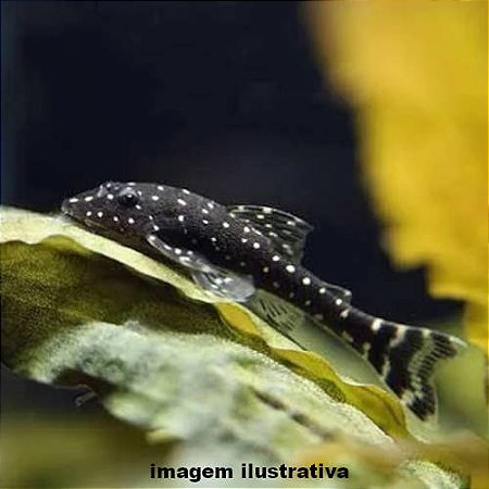 Limpa Vidro Pingo de Ouro (Parotocinclus haroldoi)