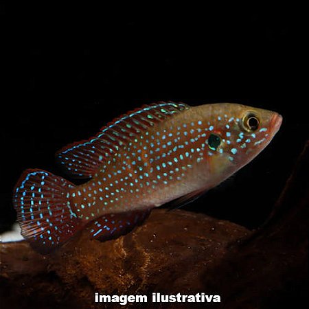 Acará Jóia Peq. - 3 a 5 cm (Rubricatochromis bimaculatus)