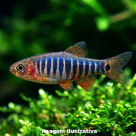 Rásbora Esmeralda (Danio erythromicron)