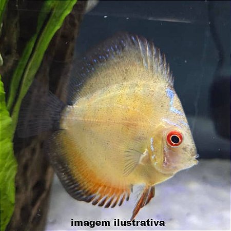 Acará Disco Pigeon Panda Peq. - 3 a 4cm (Symphysodon aequifasciatus)