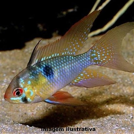 Ramirezi Véu (Mikrogeophagus ramirezi)