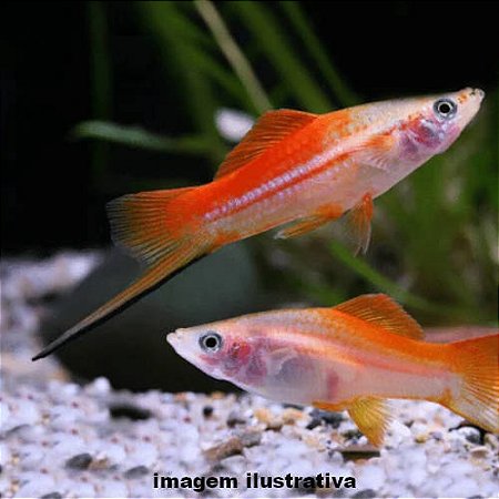 Espada Ananás (Xiphophorus hellerii)
