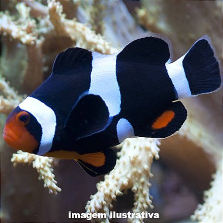 Palhaço Black Photon (Amphiprion ocellaris)