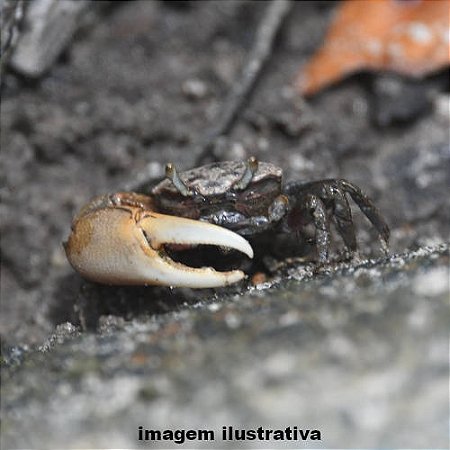 Caranguejo Chama-maré Peq. - 2 a 3 cm (Leptuca leptodactyla)