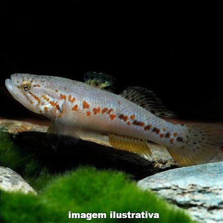 Goby Roxo Manchado do Sul (Morgurnda adspersa)