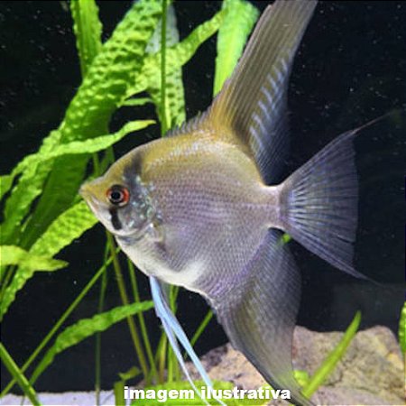 Acará Bandeira Siamês Peq. - 2 a 4 cm (Pterophyllum scalare)