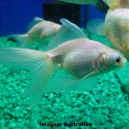 Kinguio Telescópio Branco Med. - 6 a 12 cm (Carassius auratus)