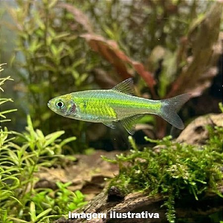 Rásbora Neon Verde (Microdevario kubotai)