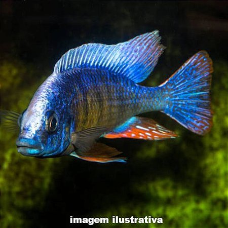 Taiwan Reef Méd. - 9 a 14 cm (Protomelas fenestratus "Taiwan Reef")