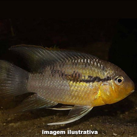 Acará Listrado (Bujurquina vittata)