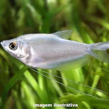 Tricogáster Prata (Trichopodus microlepis)