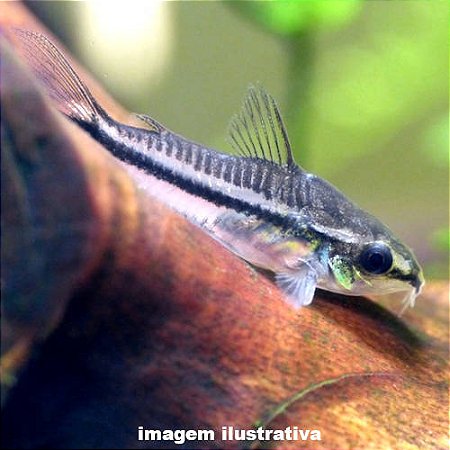 Coridora Pigmeu (Corydoras pygmaeus)