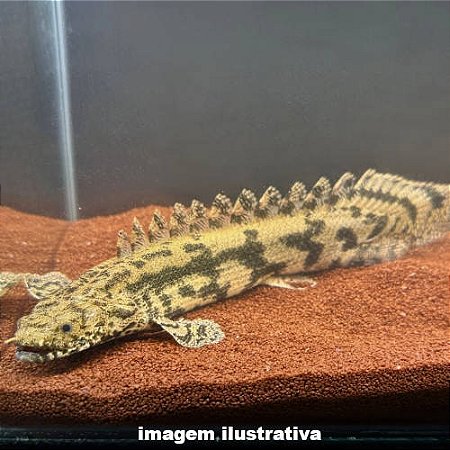 Polipterus Endricheri - 4 a 10 cm (Polypterus endlicherii)