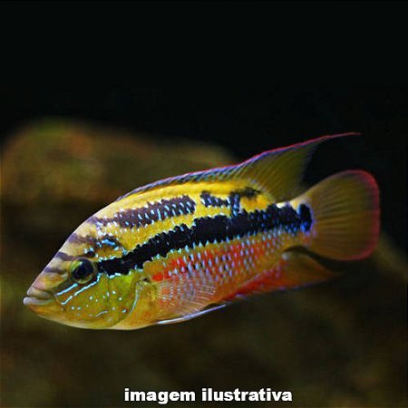 Salvini Peq. - 3 a 5 cm (Trichromis salvini)