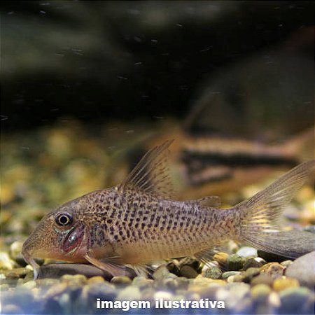 Coridora Bicuda (Corydoras cervinus)