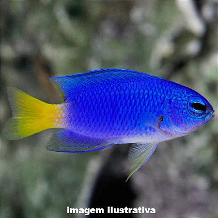Donzela Blue Neon Similar (Pomacentrus similis)