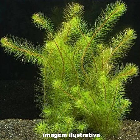Rotala mexicana "Bangladesh"