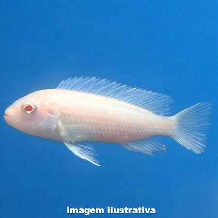 Labeotrofeus trevasae Albino (Labeotropheus trewavasae)