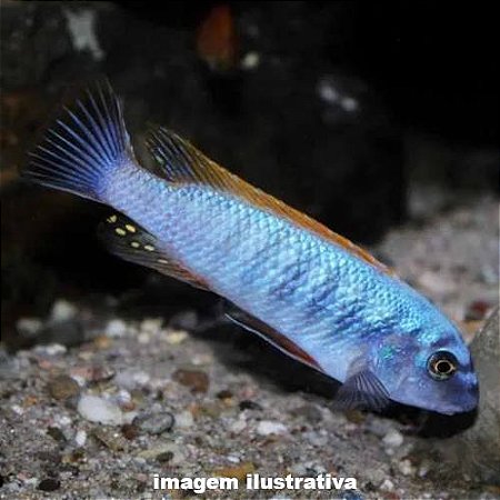 Labeotrofeus trevasae "Red Top" (Labeotropheus trewavasae)