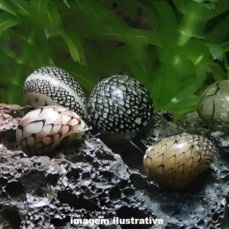 Caramujo Neritina (Neritina virginea)