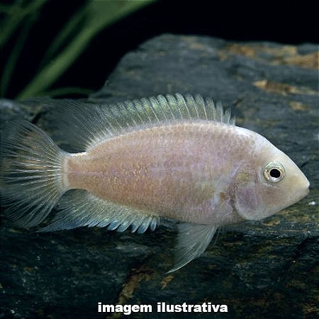 Acará Guatemala Branco (Amatitlania nigrofasciata)