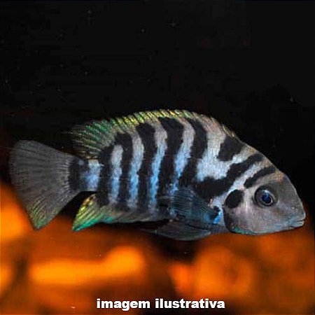 Acará Guatemala Negro (Amatitlania nigrofasciata)