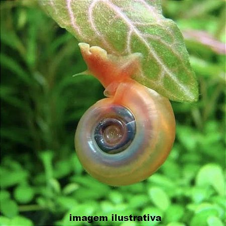 Caramujo Red Ramshorn (Planorbarius corneus)