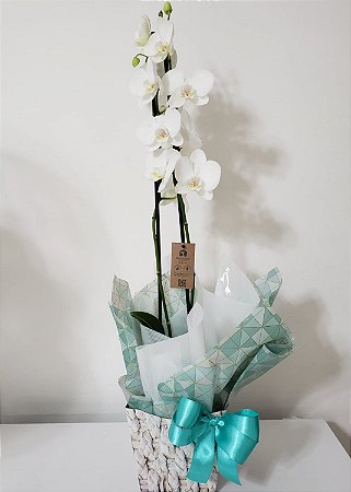 Orquídea Branca para Presente - Caixa e Festa