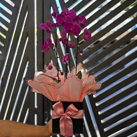 Orquídea para Presente