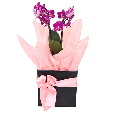 DUPLICADO - Kalanchoe Com Mini Pelúcia, Balão e Chocolate