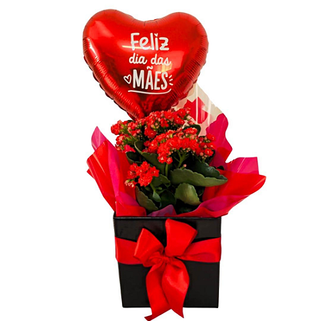 Kalanchoe Com Balão