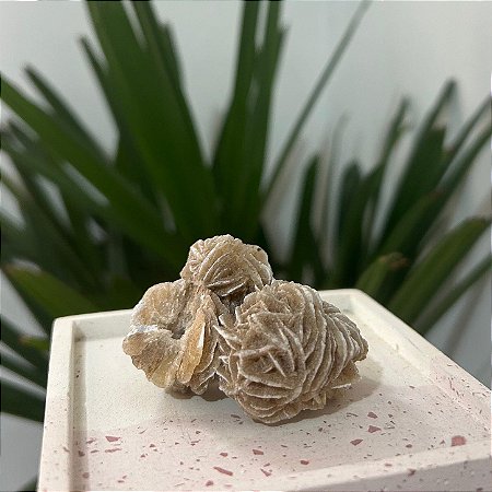 Rosa do Deserto