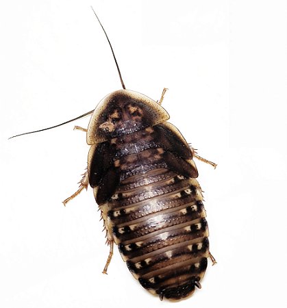 100 unidades de Ninfas de Barata Blaptica Dubia