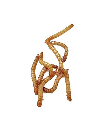 100 unidades de Larvas de Tenebrio Molitor