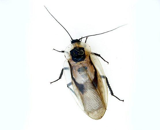 5 unidades Blaberus Giganteus