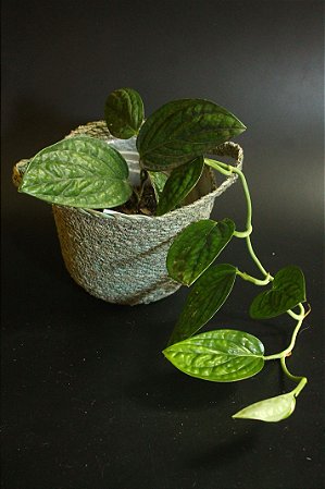 Monstera Peru