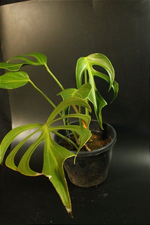 Monstera SP ' Burlemarxflame' Grande