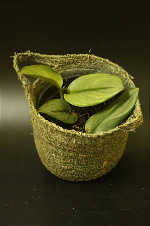 Sidapsus 'treubii''