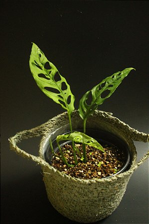 Monstera Obliqua cv Peru